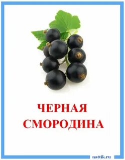 Смородина на английском