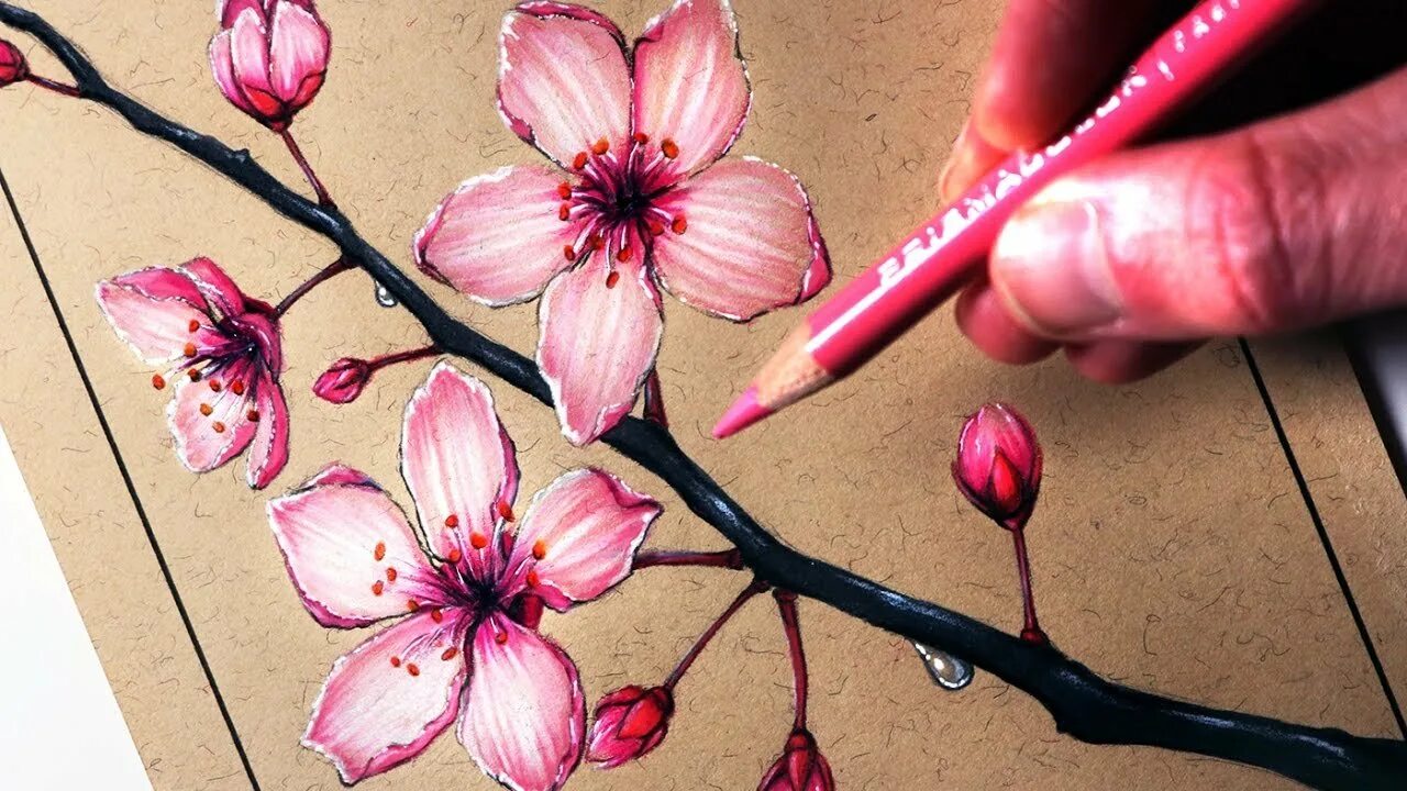 Рисование ветки сакуры. Сакура скетчинг. ветка сакуры для рисования. ветка сакуры цветными карандашами. цветы цветными карандашами.