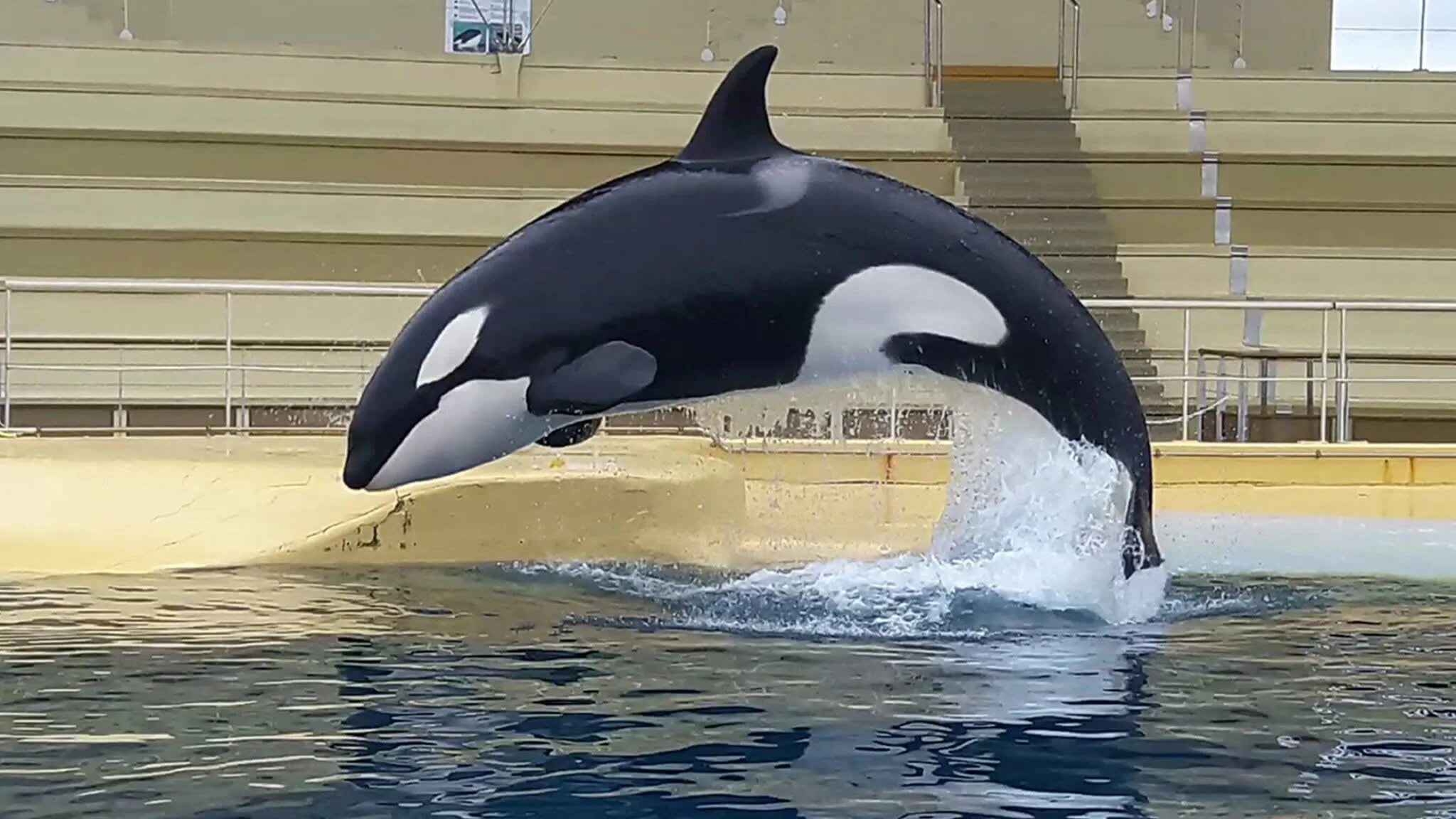 Киты спят. Speaking whale. Спящие кашалоты. Vois ca. Диджей notte della taranta.