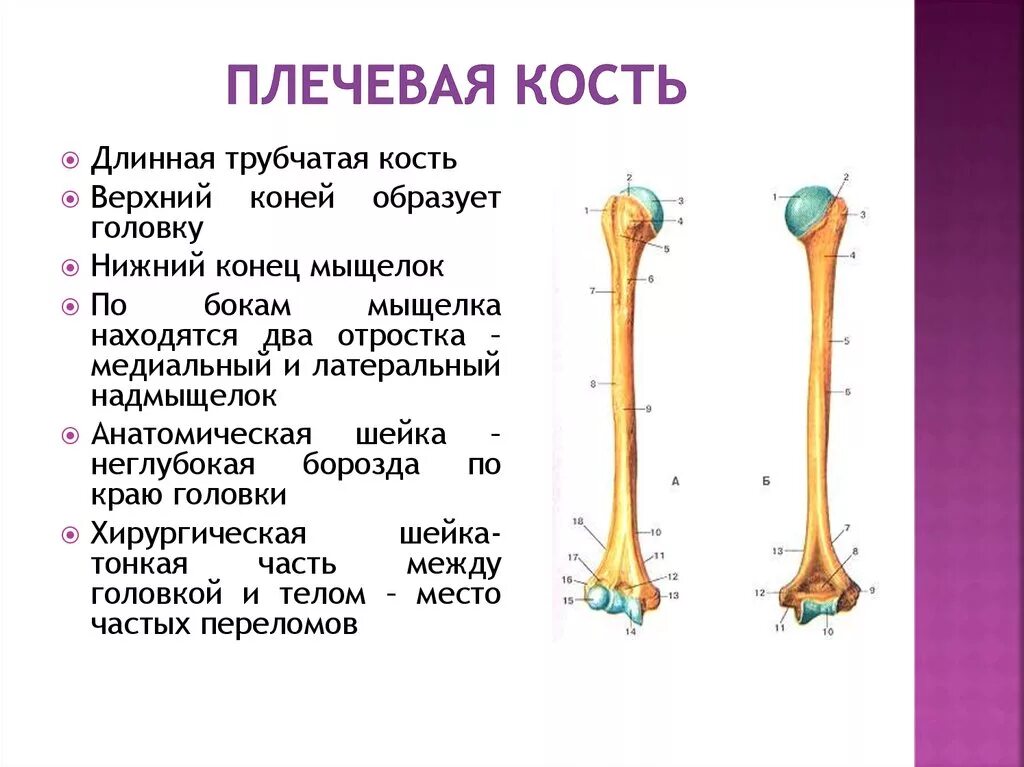 Плечевая кость строение и функции. Плечевая кость анатомия характеристика. Строение плечевой кости анатомия. Характеристика плечевой кости кратко.