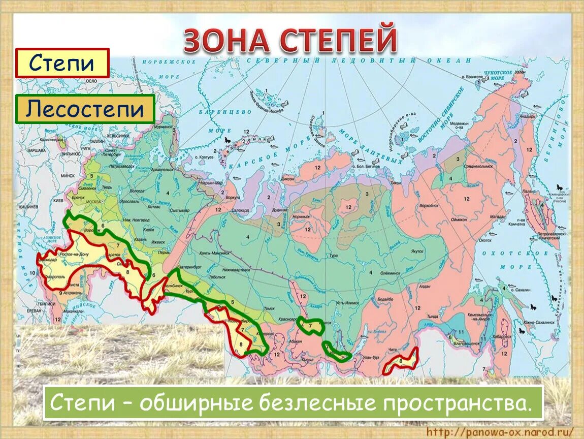 Какая зона располагается в самой северной части. Зона лесостепей и степей на карте. Зона степей на карте России. Степи и лесостепи на карте России. Зона степей и лесостепей на карте России.