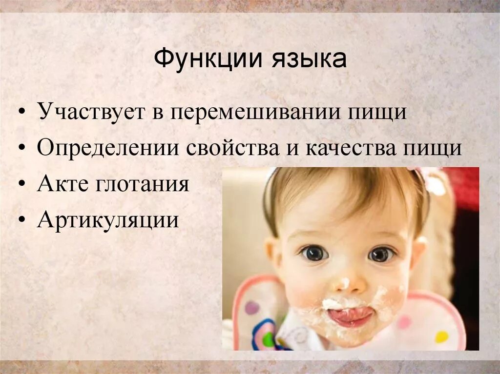 Язык участвует в процессе жевания. Строение языка у человека вид сбоку. Язык участвует в процессе. Язык участвует в процессе. Анатомические структуры языка.