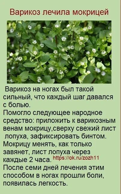 Мокрица трава лечебные свойства и применение. Мокрица трава. мокрица растение звездчатка. мокрица трава полезные. мокрица трава съедобная.