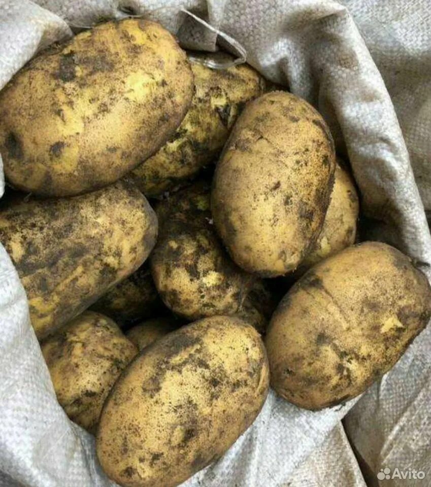 Продается картошка. Картофель объявление. Картофель крупный на продажу. Крупная картошка. Сорт картофеля адретта.