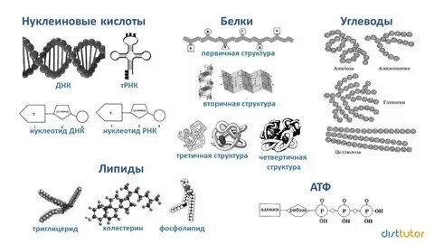 Белки клетки егэ биология