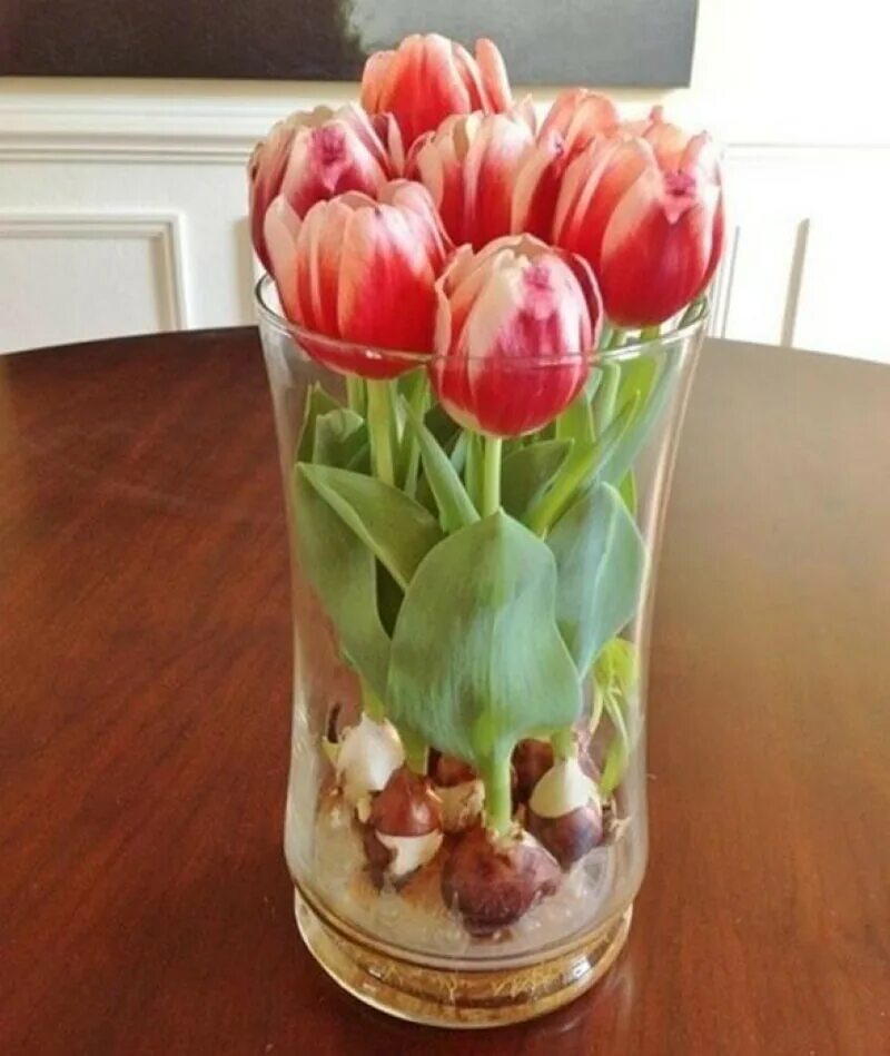 Тюльпаны в гидрогеле. Тюльпаны в вазе. Тюльпаны в вазе с луковицей. Тюльпаны в стеклянной вазе.