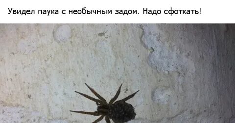 Как видят пауки