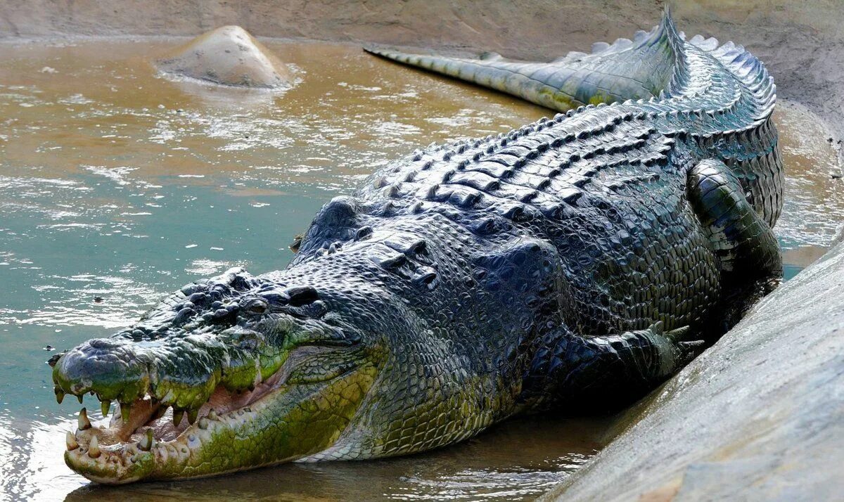 Лолонг. Морской гребнистый крокодил. Гигантский гребнистый крокодил. Гребнистый крокодил и Нильский крокодил.