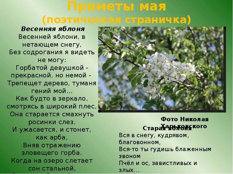 Народные приметы. Май приметы. Народные приметы май. Приметы мая.