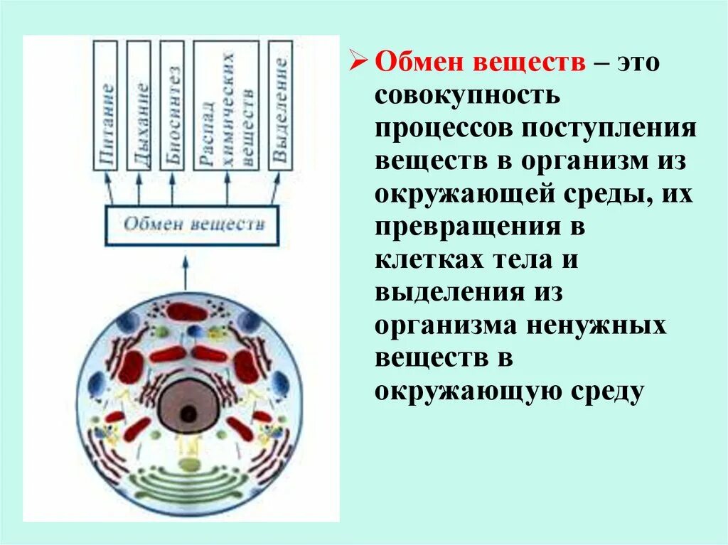 Обмен жизни и среда. Обмен веществ и энергии между организмом и окружающей средой это. Обмен веществ с окружающей средой. Обмен веществ человека.