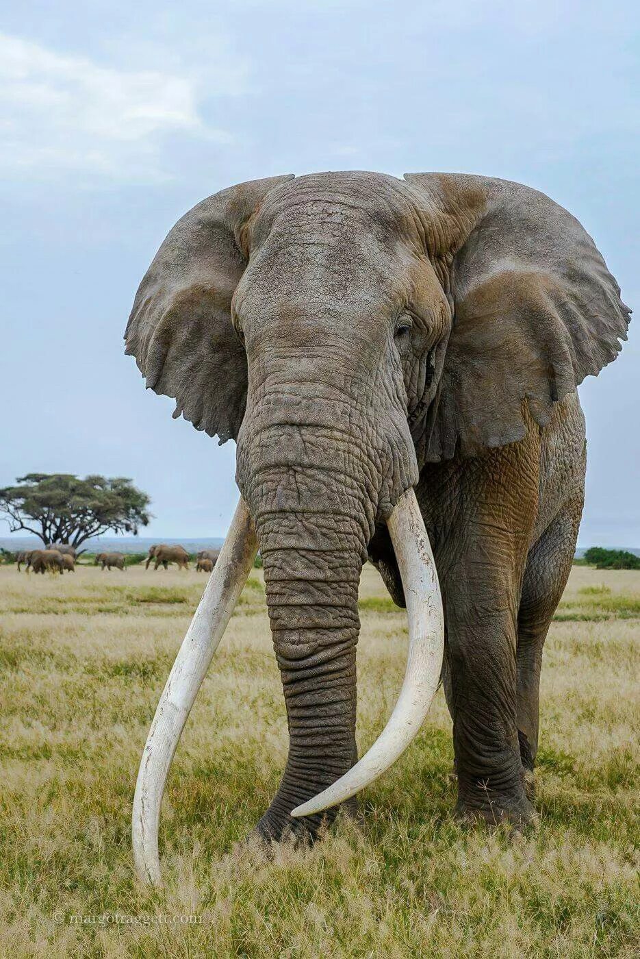 An elephant