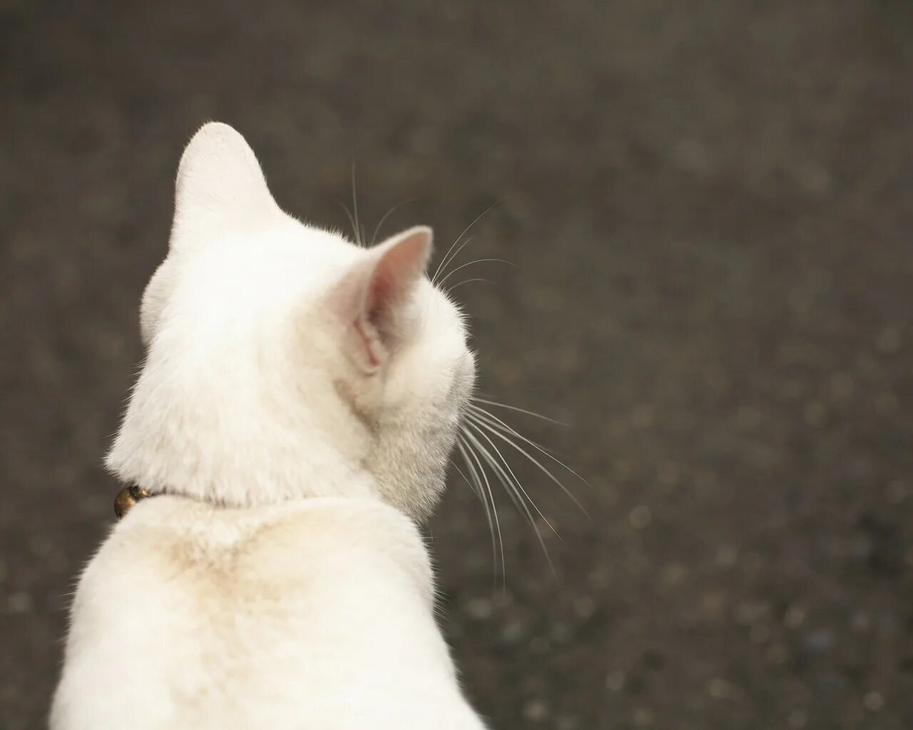 Кошка со спины. Кот сидит спиной. Белый кот со спины. Кошка со спины. Рыжий кот сзади.