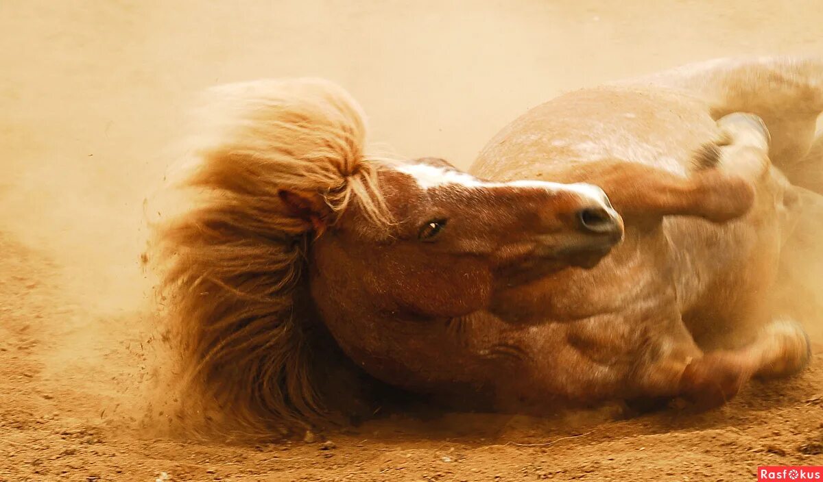 Лошадь упала на круп круп это. Хорошее отношение к лошадям иллюстрации. Хорошее отношение к лошадям маяковский. Лошадь упала на круп круп это. Маяковский лошадь на круп грохнулась.