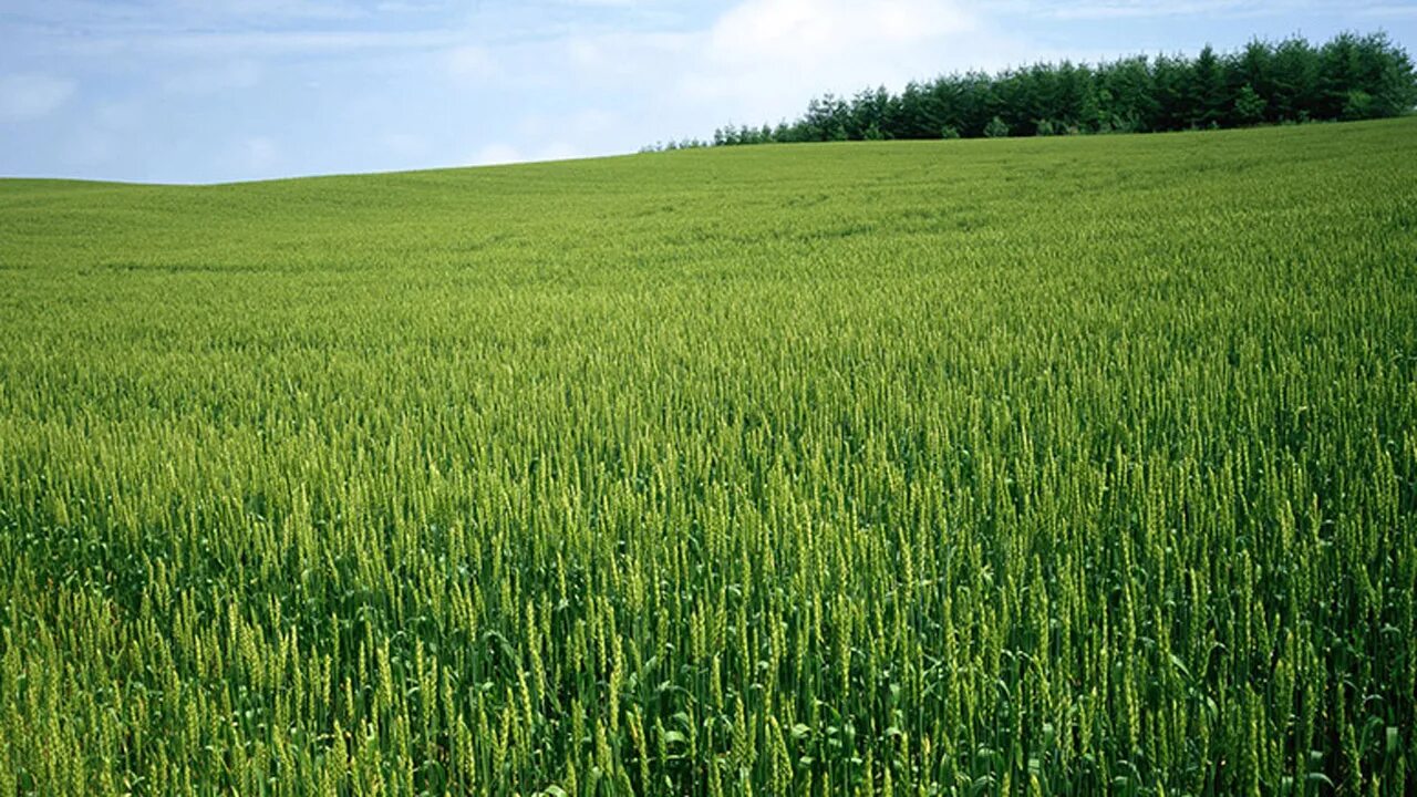 Картинки поля на листе