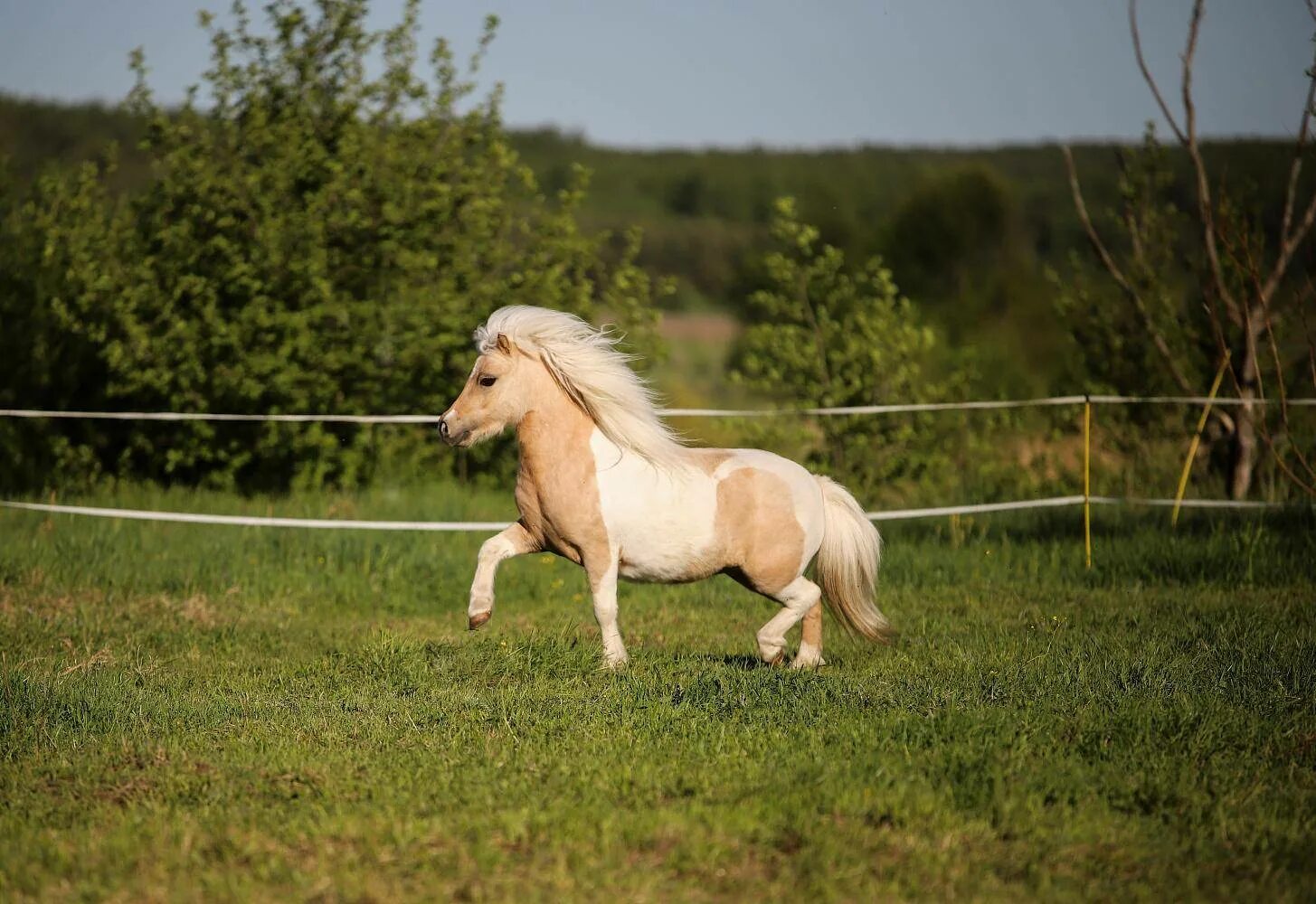 Mini pony. Лошади породы Фалабелла. Хафлингер порода лошадей. Пони Фалабелла. Фалабелла пегая.