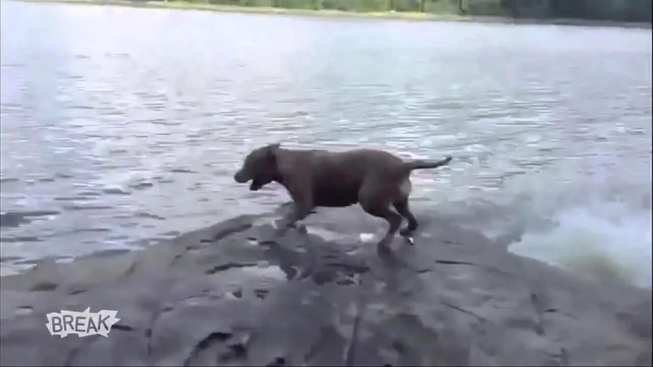 Щенок побаивался котов и чужих людей. Собака испугалась воде. Человек напугался собаки. Собачка испугалась. Пес испугался пука хозяина.