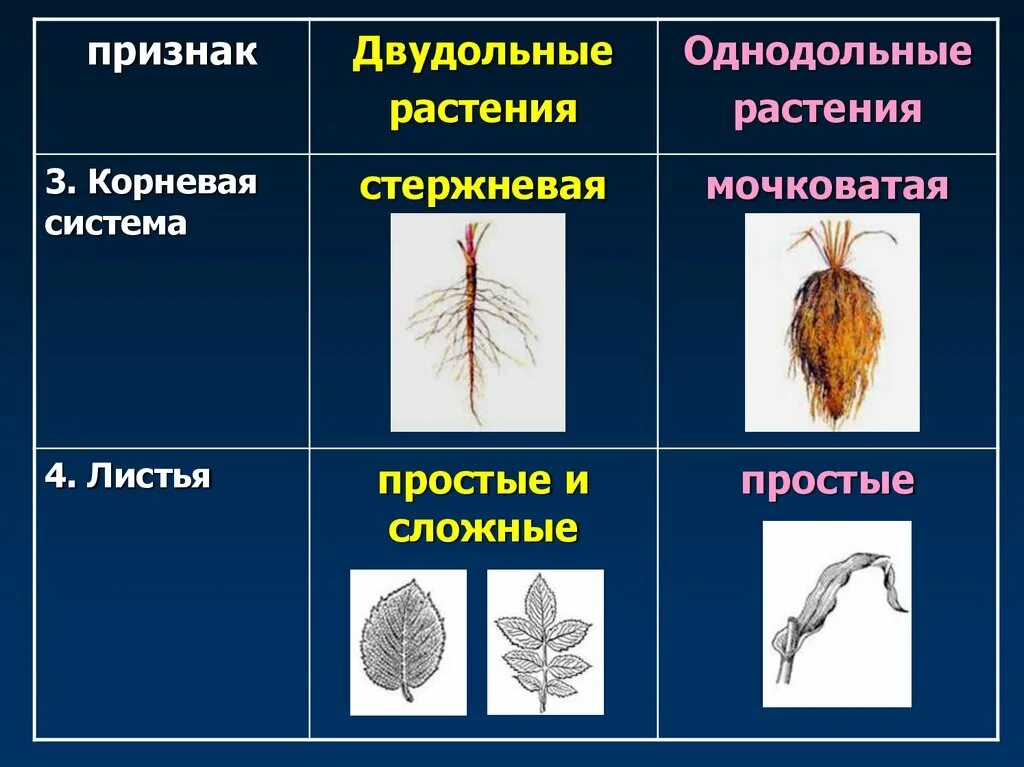 Плауновые однодольные двудольные хвойные. Класс Однодольные мочковатая корневая система. Свекла однодольное или двудольное растение. Мочковатая корневая система Однодольные или двудольные. Строение корневой системы однодольных растений.