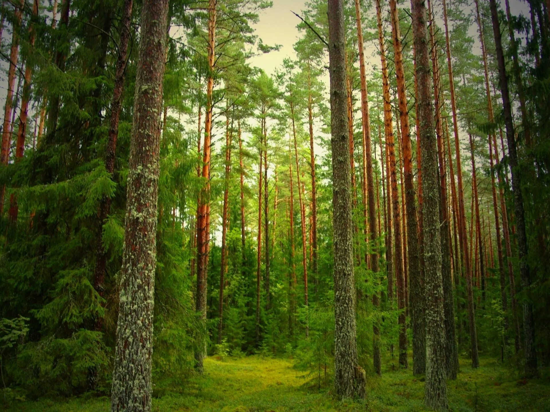 Разрешение в лес есть. Елово сосновый лес. подлесок тайги. тайга (хвойные леса) сыктывкар. хвойный бор еловый эстетика.
