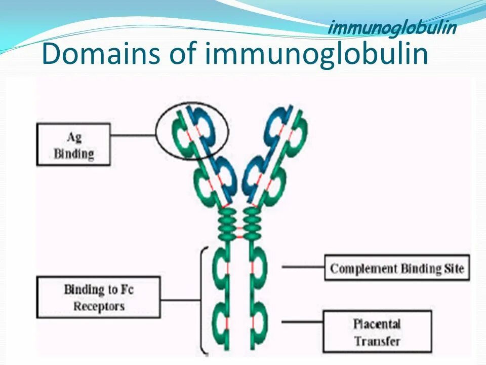 Иммуноглобулин. Иммуноглобулины e. Immunoglobulin IGW. Standard Immunoglobulin. Иммуноглобулин е 10