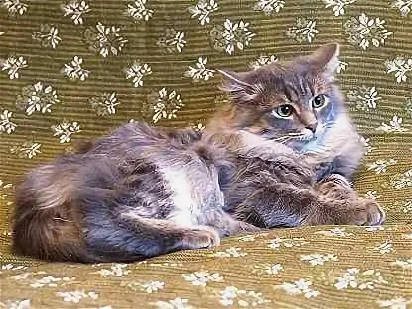 Маркиз пушистый кот леньки