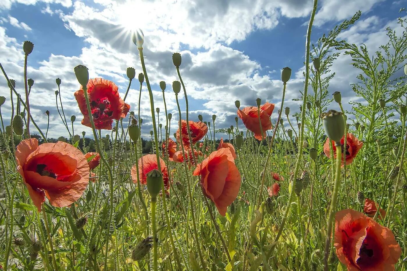 Remembrance day маковое поле. Мак дат. Мак дат. Маки скосана юар. Мак снотворный красный.