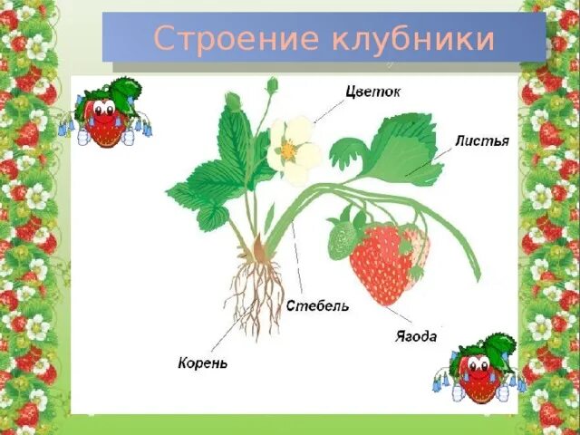 Землянику часть речи. Строение земляники биология. Строение ягоды земляники. Строение земляники схема. Земляника Лесная строение.