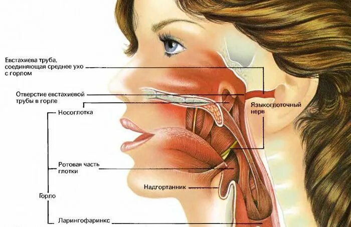 Горловой от сестры. Анатомия уха евстахиева труба. Строение носоглотки евстахиева труба. ЛОР органы анатомия евстахиева труба. Ухо горло нос евстахиева труба.