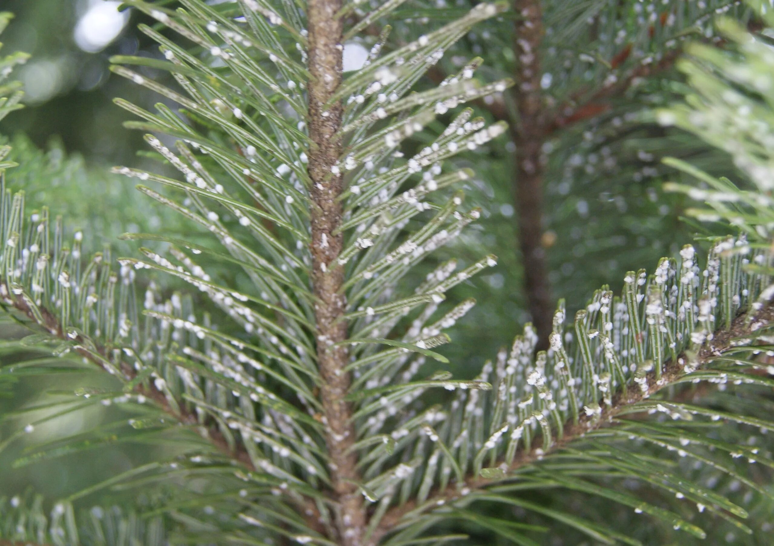 Тля еловая ситхинская. Ель обыкновенная шютте. Болезни ели фото. Ель обыкновенная шютте. Сибирский сосновый хермес.