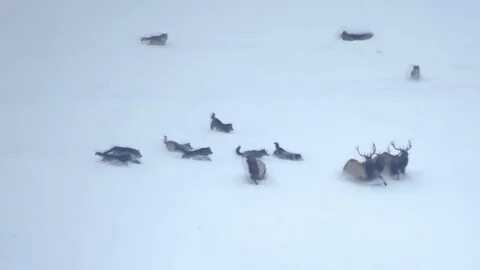 Волк охотится на оленя