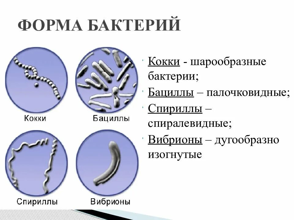 Бактерии примеры 7. Формы бактерий кокки бациллы. Формы бактериальных клеток спириллы. Формы бактерий кокки бациллы спириллы вибрионы. Палочковидные бактерии кокки.