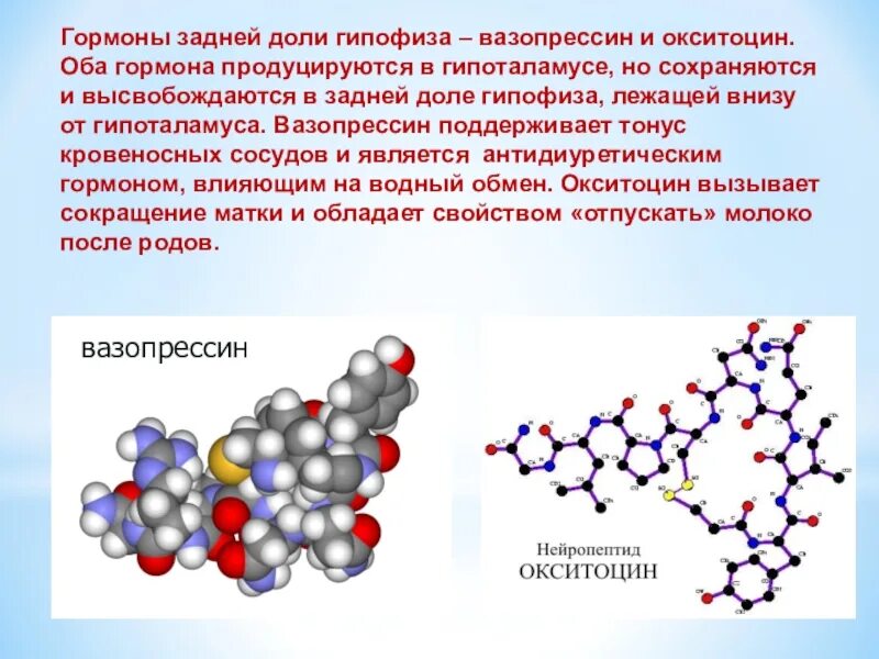 Антидиуретический гормон задней доли гипофиза. Вазопрессин гормон задней доли. Антидиуретический гормон вазопрессин. Химическая структура гормонов окситоцин.