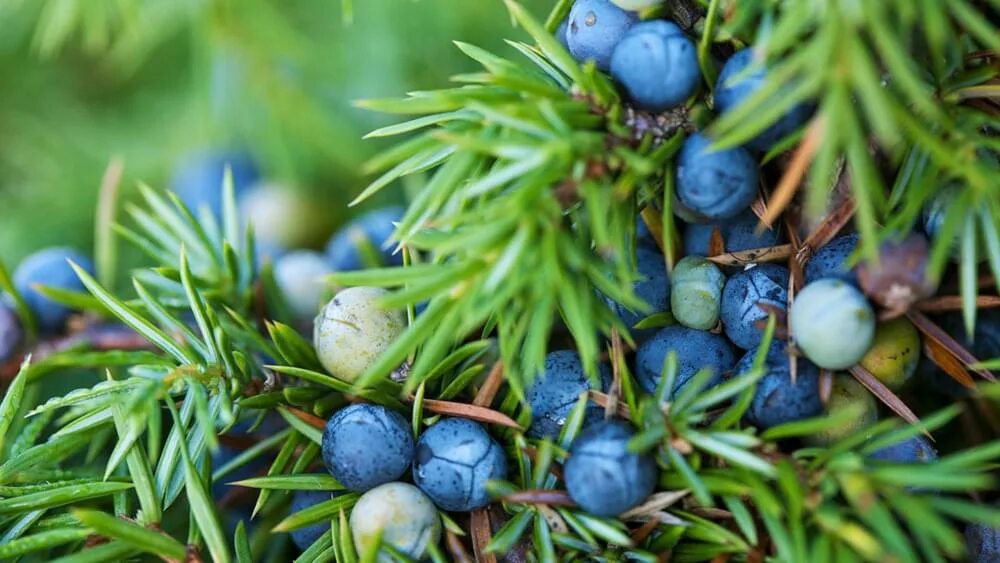 род Juniperus - Изображение особи - Плантариум