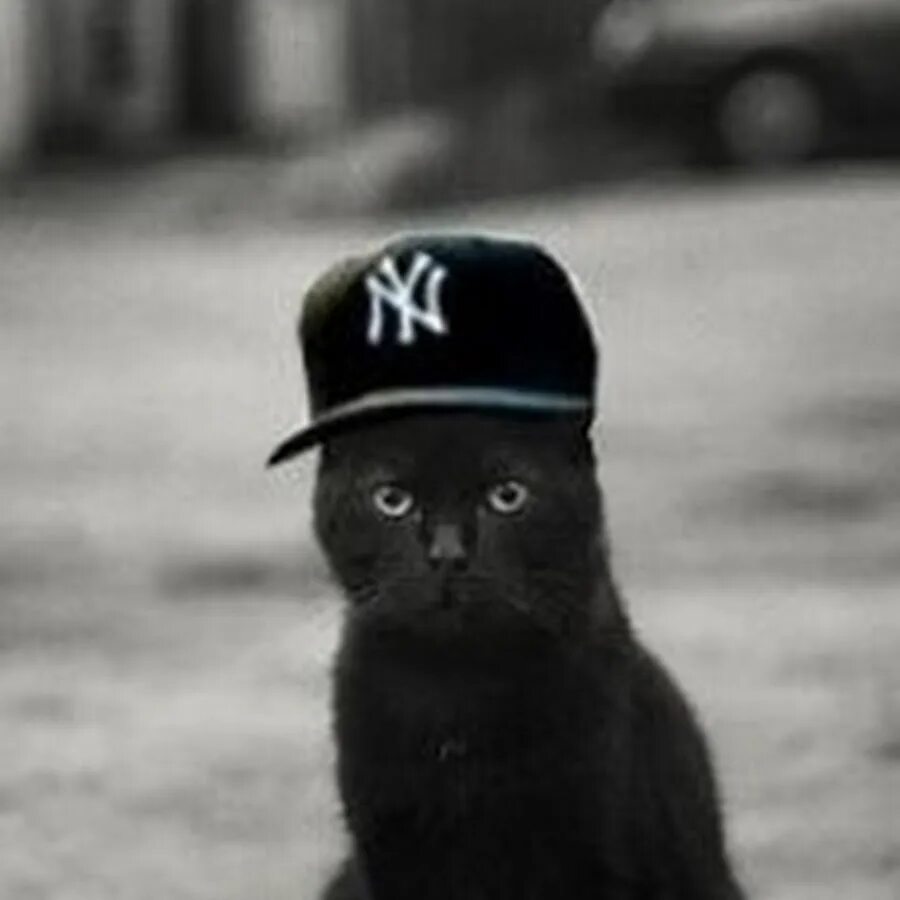 Кот репер. Черный кот в кепке. кот в бейсболке. черный кот в бейсболке. котик в кепке.