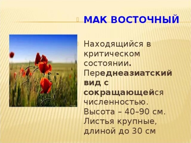 Мак кратко. Мак кратко
