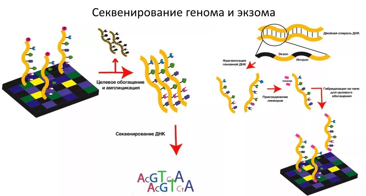Полногеномное секвенирование. Секвенирование это в генетике. геномное сегментирование. секвенирование днк. геномика секвенирование.