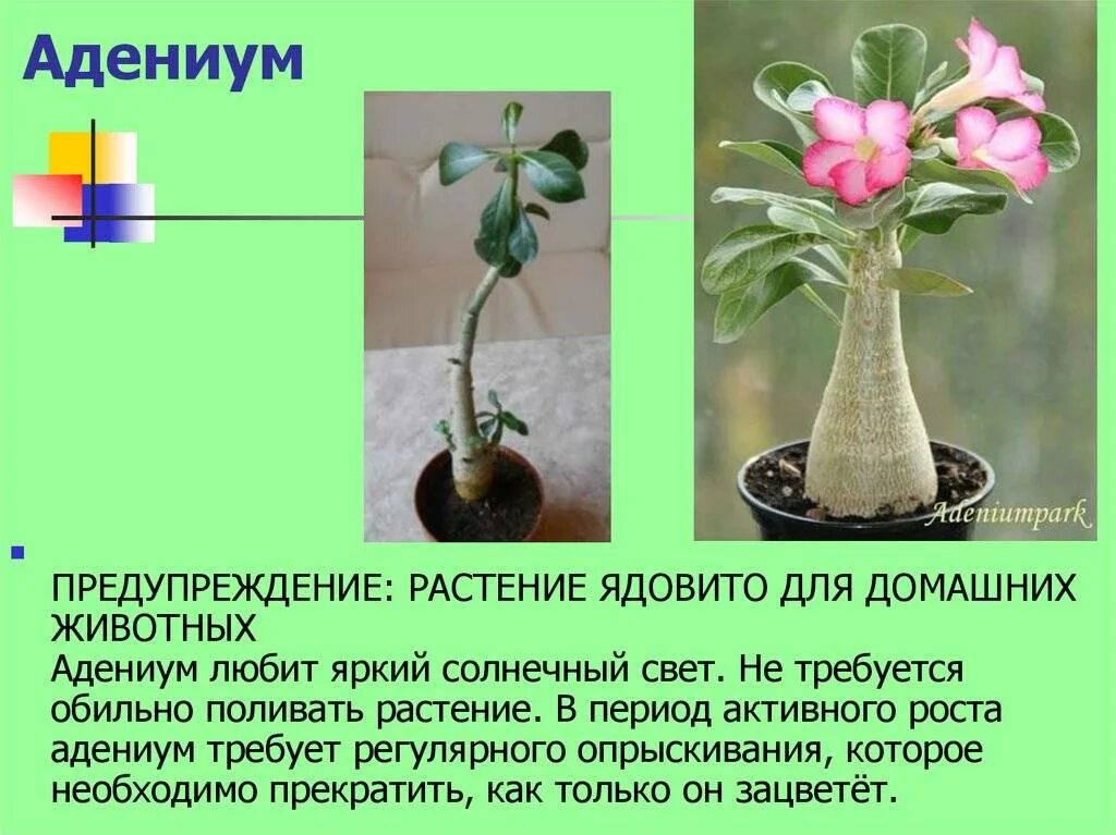 Семена Адениум Обесум Микс Цветов (Роза пустыни), Семена, 10 шт.. Цена от 399 ру