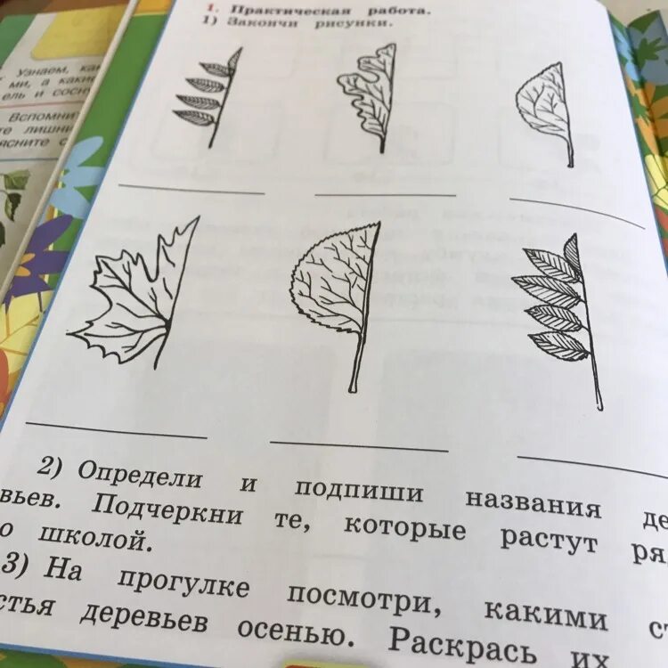 Нарисуйте листья деревьев которые вы определили. Подпиши названия деревьев. подпишите названия деревьев. определи и подпиши названия деревьев. подпиши названия деревьев окружающий мир.
