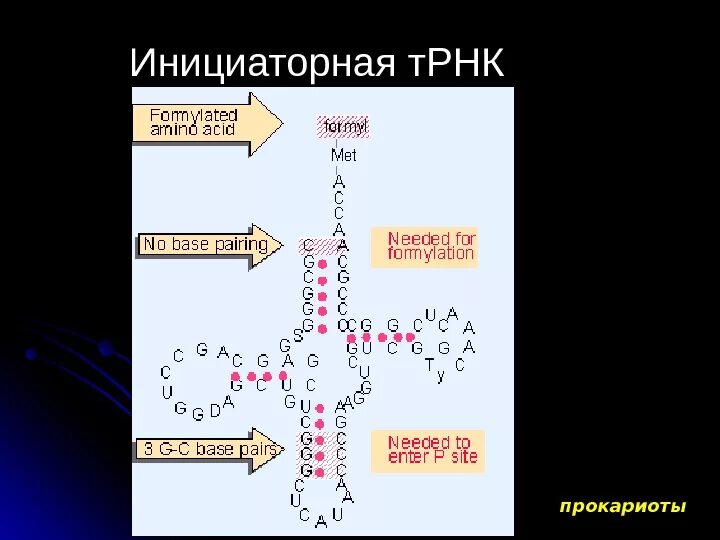 Инициаторная ТРНК. Инициаторная ТРНК инициация. Метионил ТРНК. Присоединение инициаторной ТРНК.