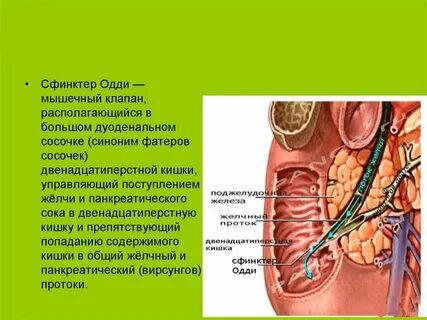 Большой сосочек расположен