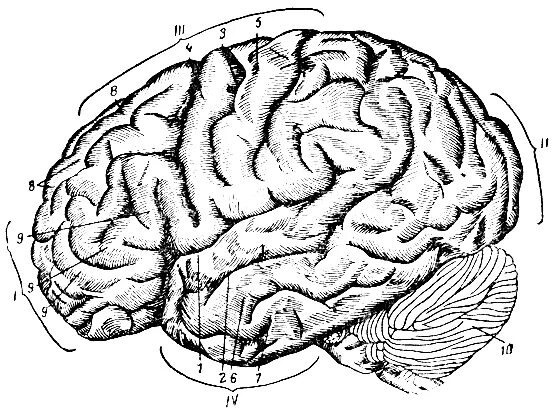 Значение борозд и извилин в головном мозге