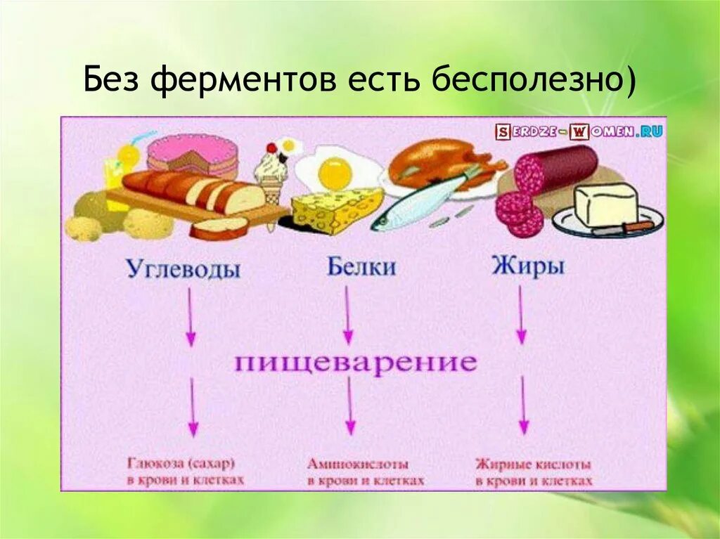 Жировые ферменты. Обмен веществ схема белки жиры углеводы. Источники питательных веществ. Продукты содержащие питательные вещества. Источники основных пищевых веществ.
