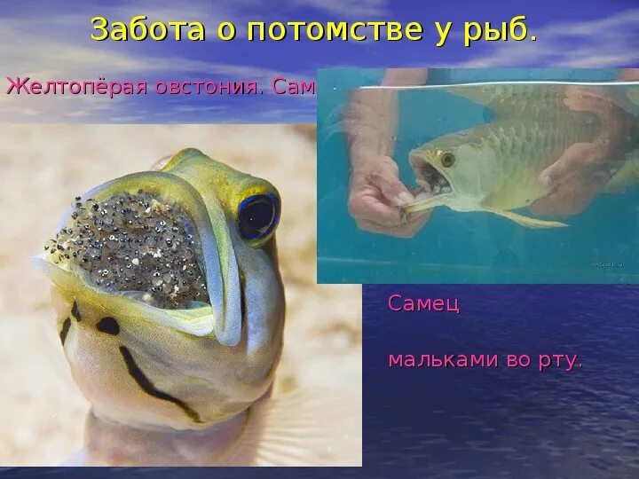 Нем как рыба что это