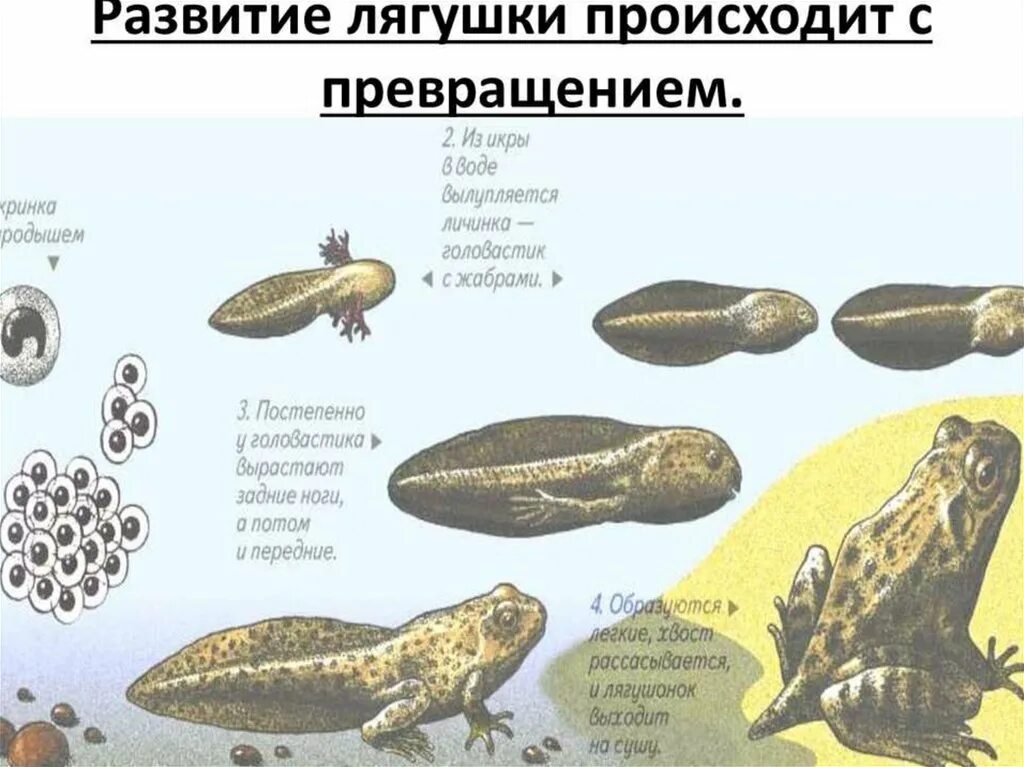 У каких животных зародыш развивается в воде