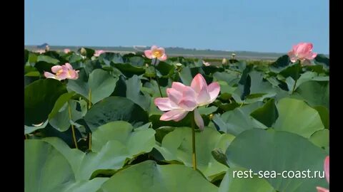 Лотосы азовское море экскурсия