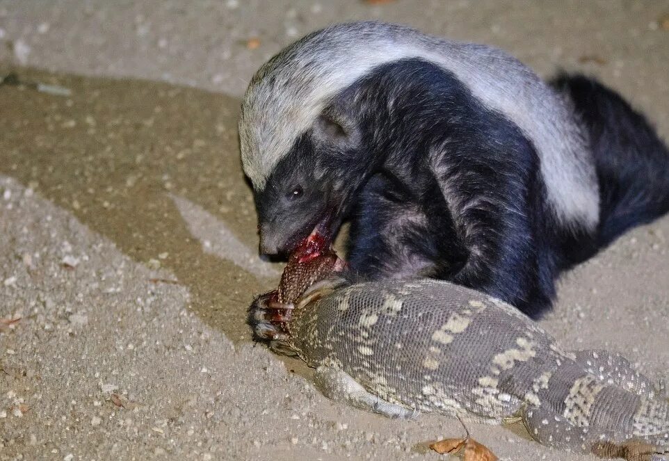 барсук медоед против кобры. медоед против крокодила. барсук змея. индийский барсук медоед. барсук змея.