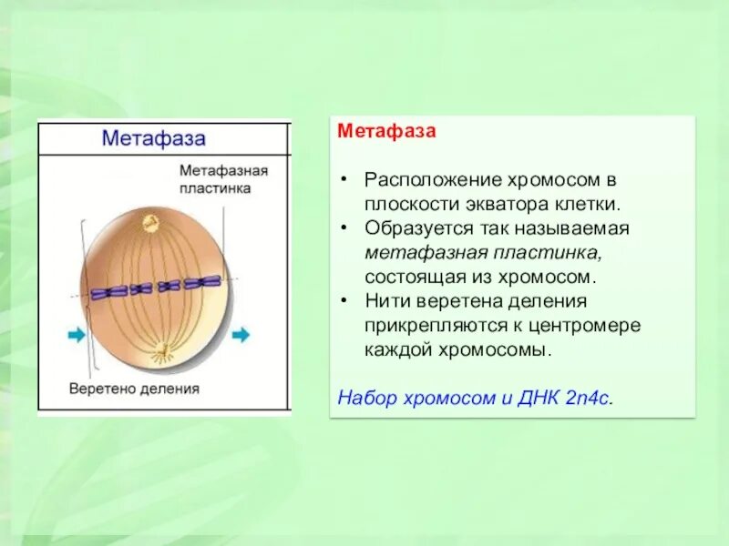 Картинки ПАРЫ ГОМОЛОГИЧНЫХ ХРОМОСОМ РАСПОЛАГАЮТСЯ В ЭКВАТОРИАЛЬНОЙ ПЛОСКОСТИ