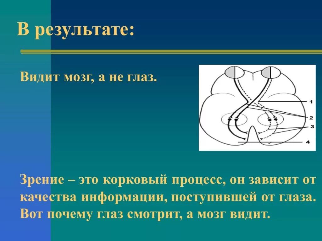 Видим мозгом. Зрение и мозг. Почему глаза смотрят а мозг видит.