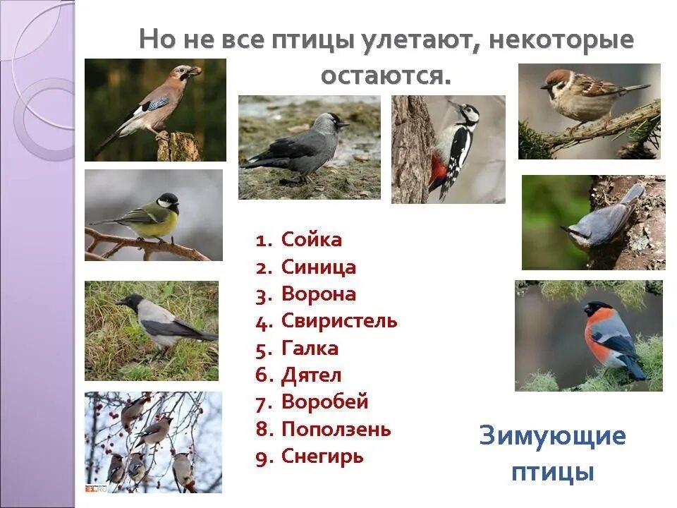 Какие птицы в теплые страны. Сойка перелетная птица или зимующая. птицы которые улетают на юг зимой. птицы улетающие на зимовку. птицы которые зимуют на юге.