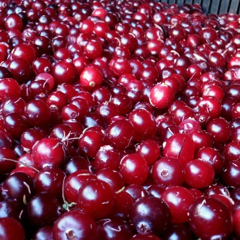 Cranberries buy. Клюква цена. Где можно купить клюкву. Купить клюкву в Сургуте.