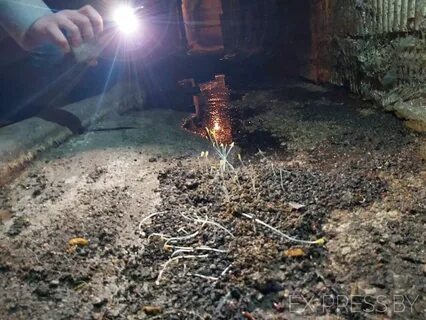 Грибы в подвале дома